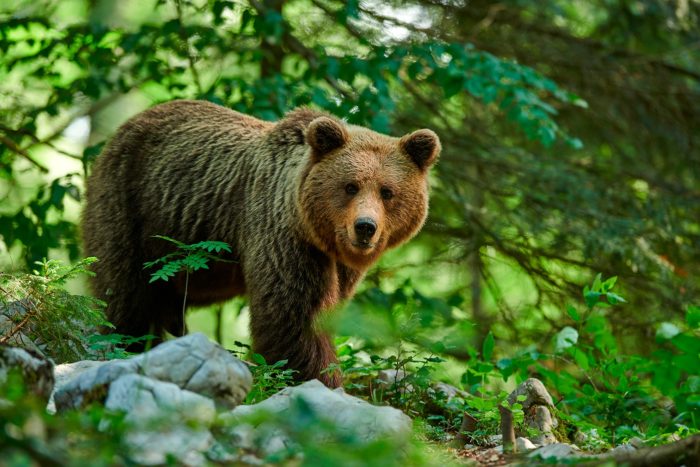 Oso pardo cantábrico