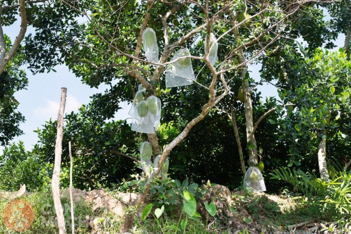 Árbol del jackfruit