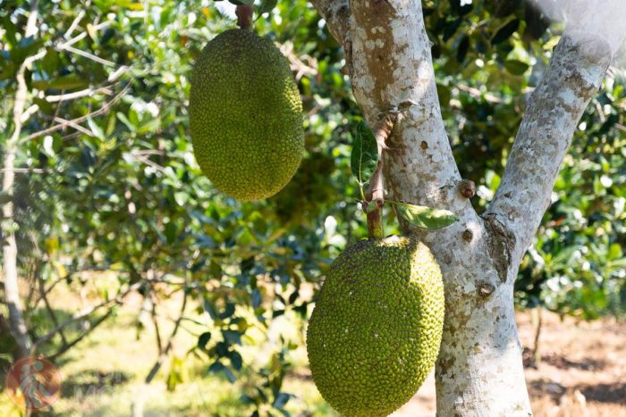 Jackfruits
