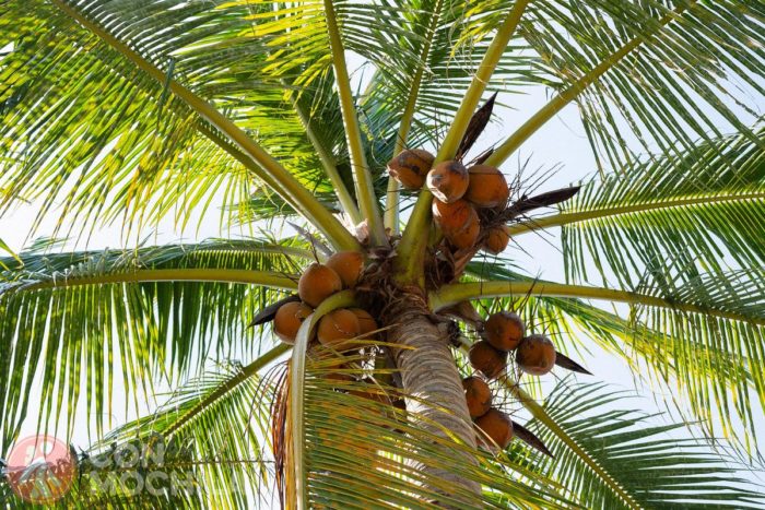 Cocos
