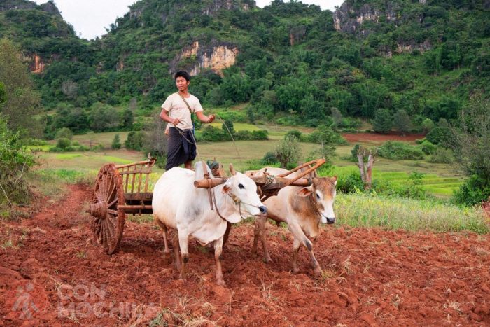 Trabajando en el campo
