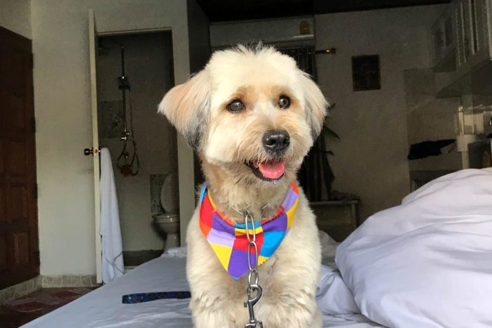 perro tailandés