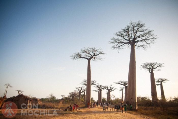 La avenida de los baobabs
