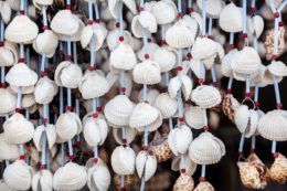 India Seashell Museum