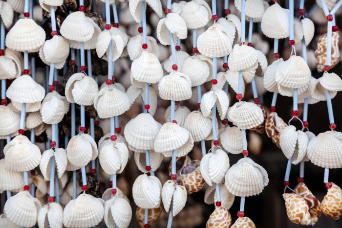 India Seashell Museum