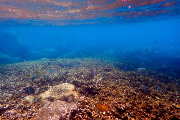 Arrecife en Tioman