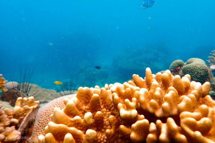 Arrecife en Tioman