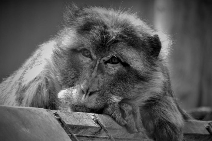 Rafi, el líder del grupo de macacos del centro
