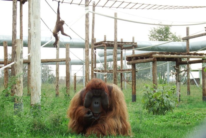 Boris observa tímido a los visitantes, durante una de las visitas guiadas