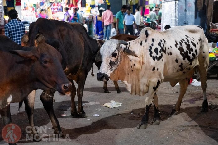 ¿Vacas? Las verás a montones