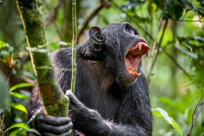 Chimpancé