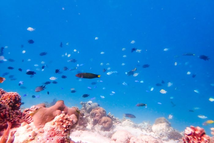 Las cremas protectoras pueden alterar los ciclos de reproducción y crecimiento de los corales, incluso debilitando a estos hasta su blanqueamiento.