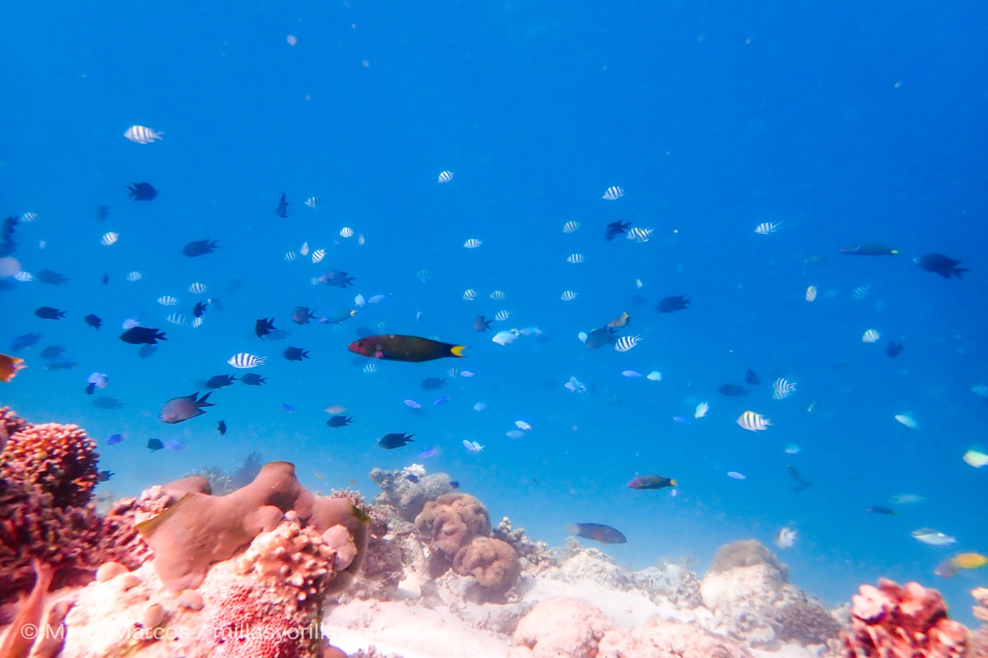 Las cremas protectoras pueden alterar los ciclos de reproducción y crecimiento de los corales, incluso debilitando a estos hasta su blanqueamiento.
