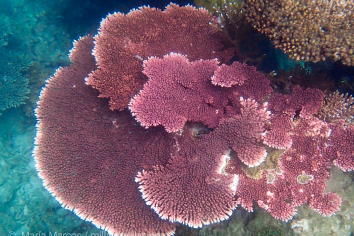 Acropora clathrata empezando a blanquearse en Redang Island.