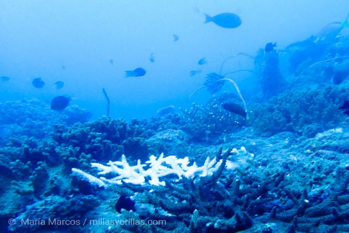 Coral ramificado empezando a blanquearse en la isla de Redang, Malaysia.