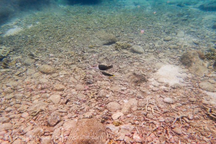 Fondo marino arrasado por las actividades de pesca destructiva en la isla de Tioman, Malaysia.