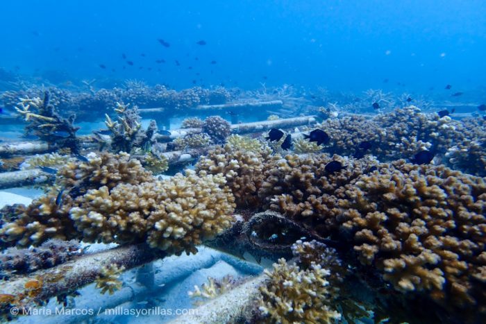 Rehabilitación de corales en la isla de Redang, Malaysia.