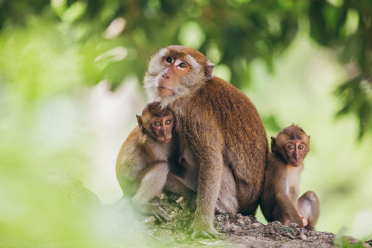 Macacos