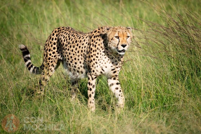 ¿Te vienes de safari?