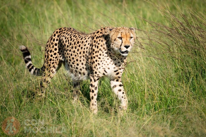 ¿Te vienes de safari?