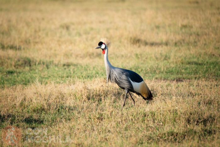 Grulla coronada