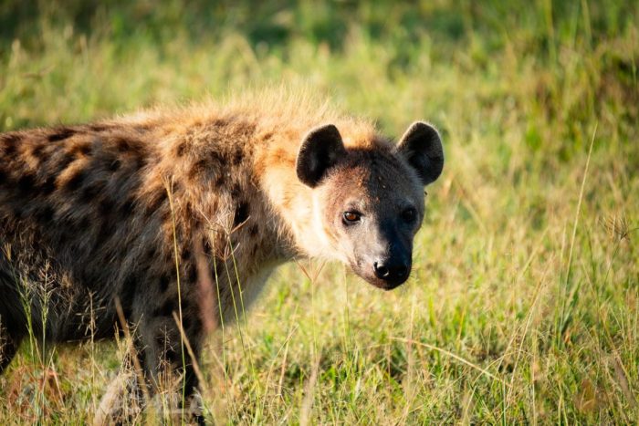 Una hiena en el Masai Mara