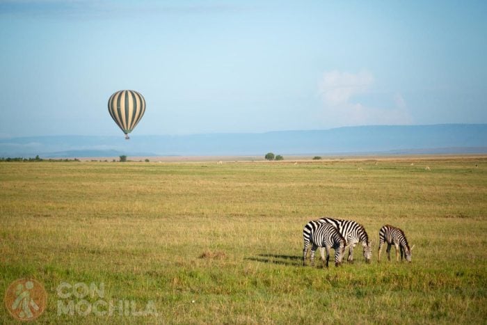 Zebras