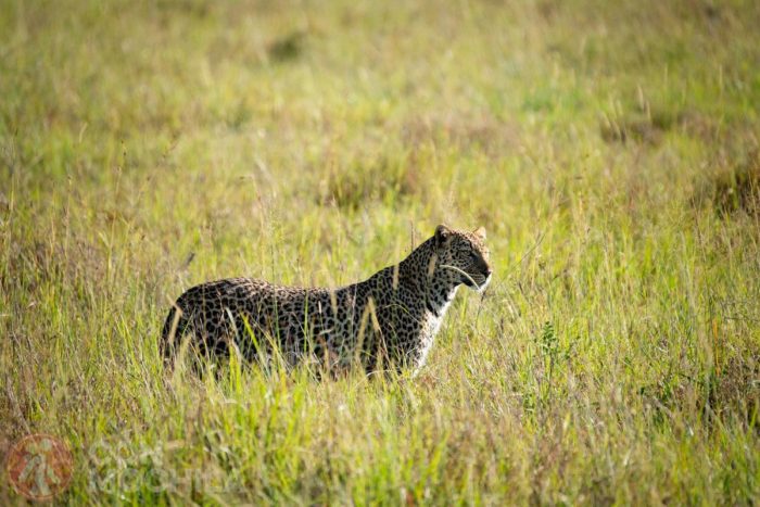Leopardo