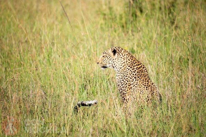 Leopardo a sus cosas