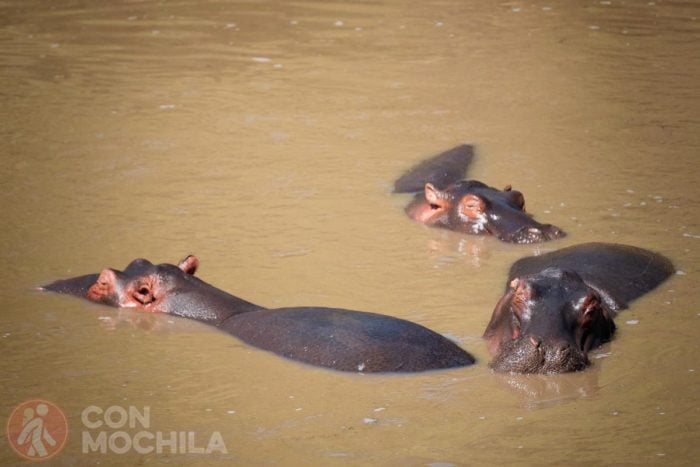Tres hipopótamos dándose un bañito