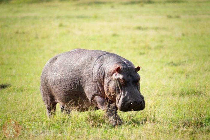 Un hipopótamo solitario