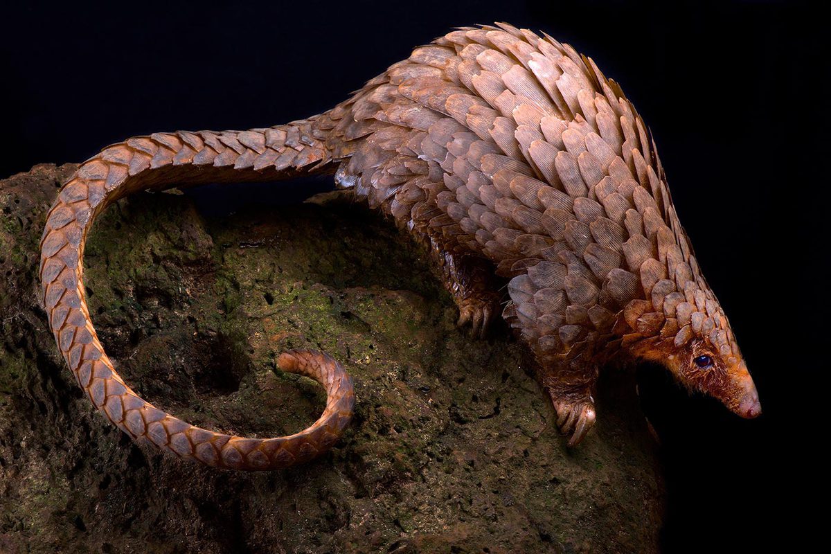Pangolín