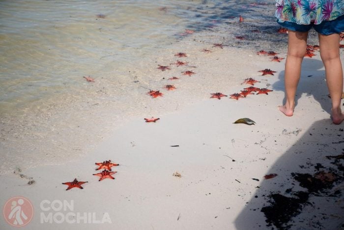 Starfish beach