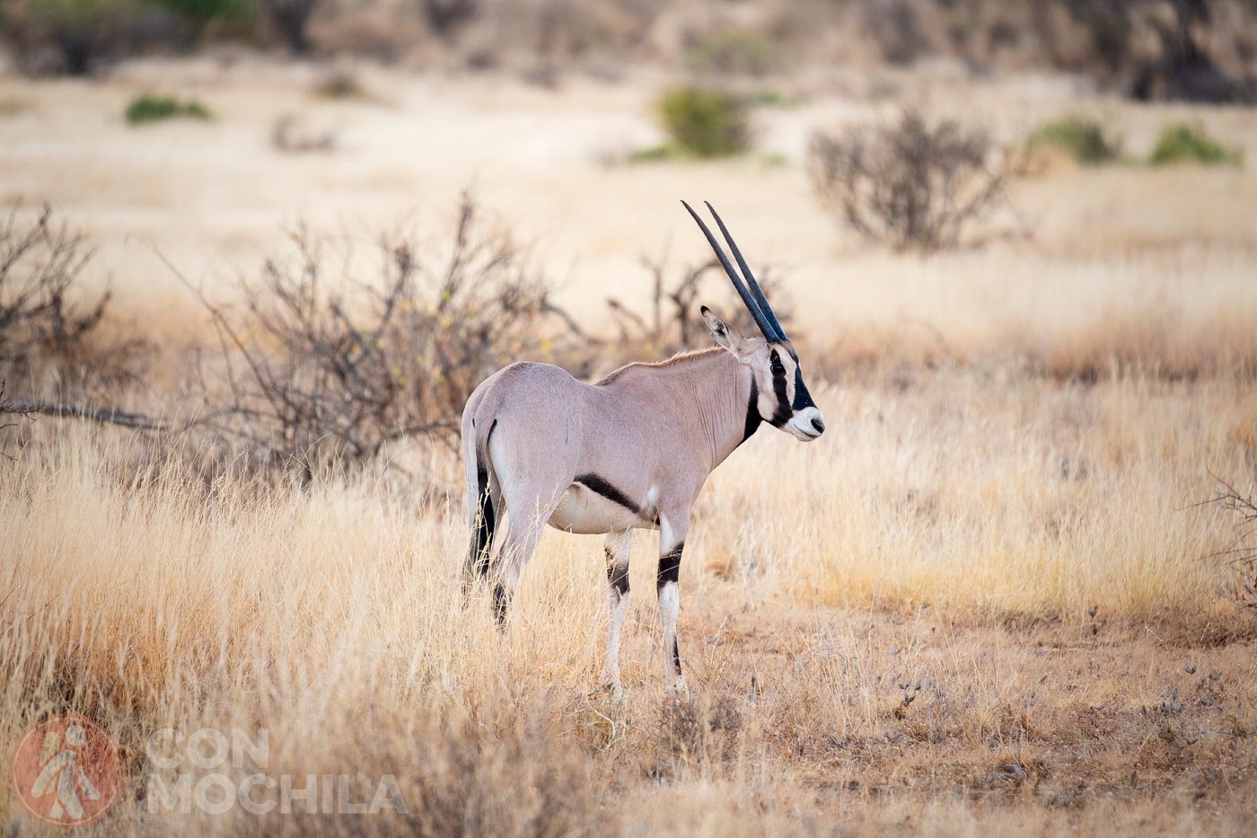 Oryx