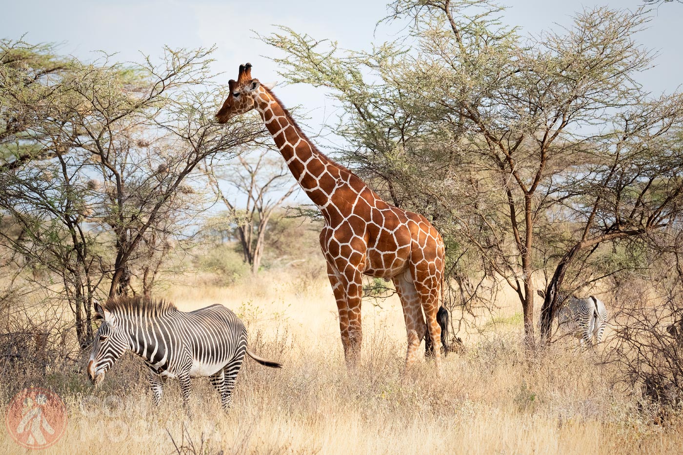 Jirafa entre zebras