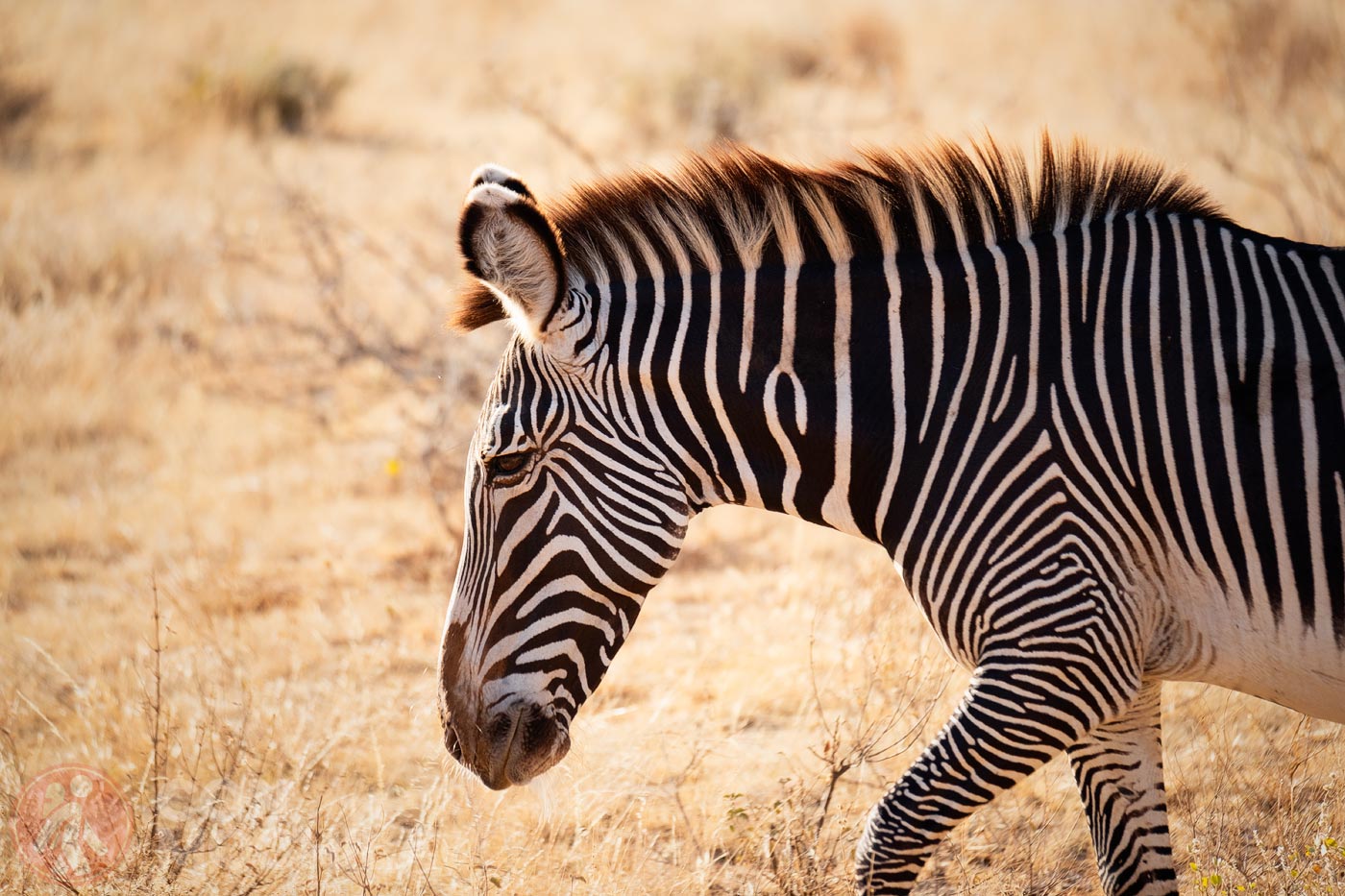 Zebras
