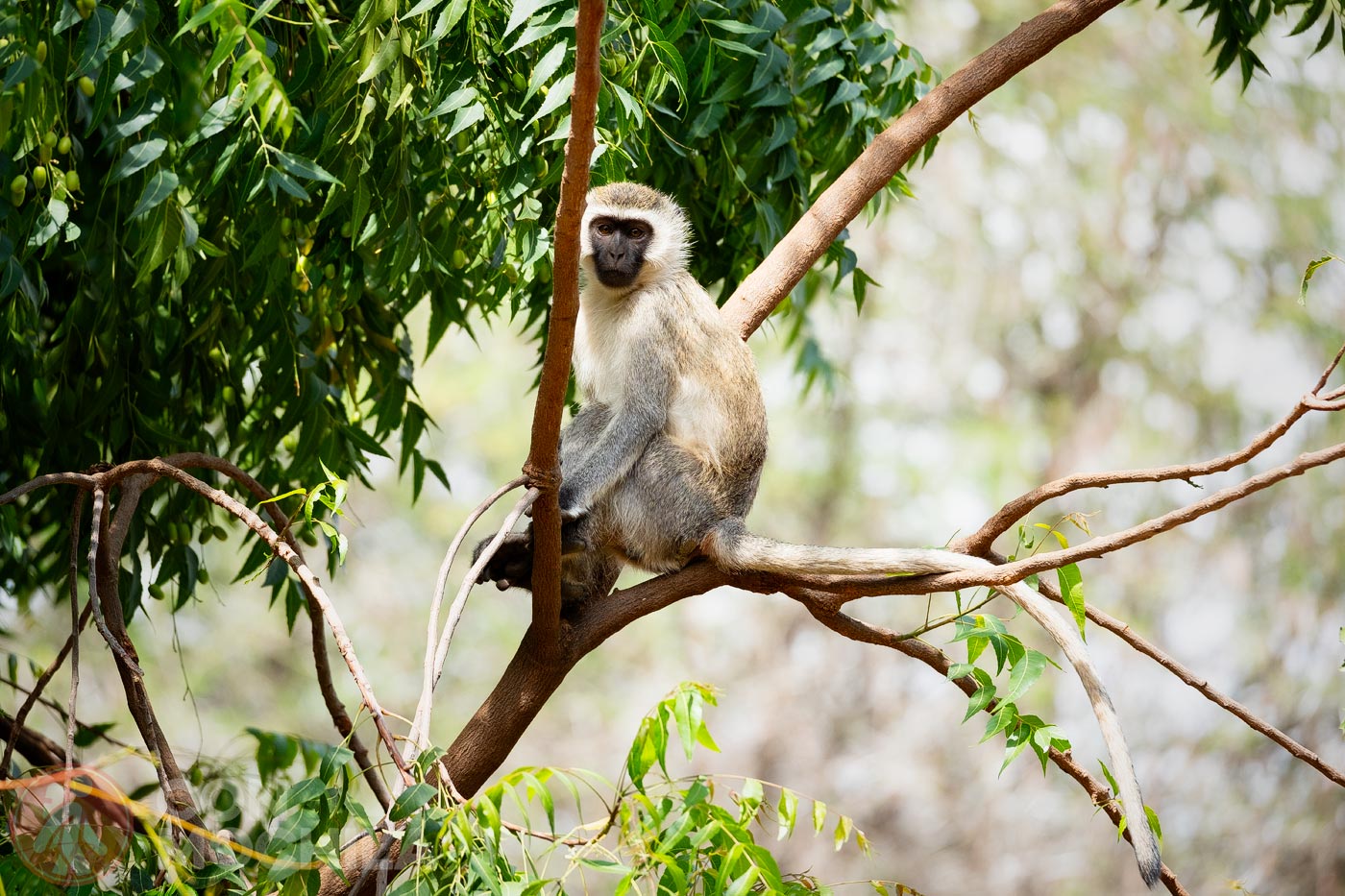 Mono de vervet