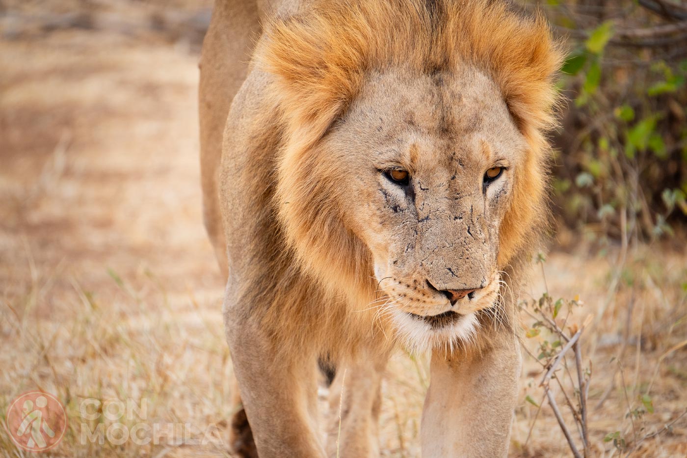 Un león a escasos metros de nuestro vehículo