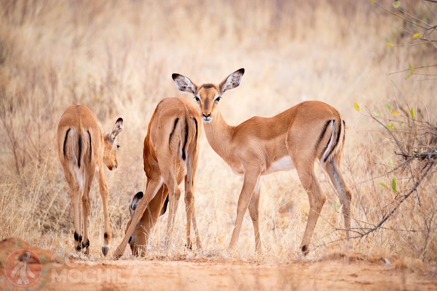 Hembras impala