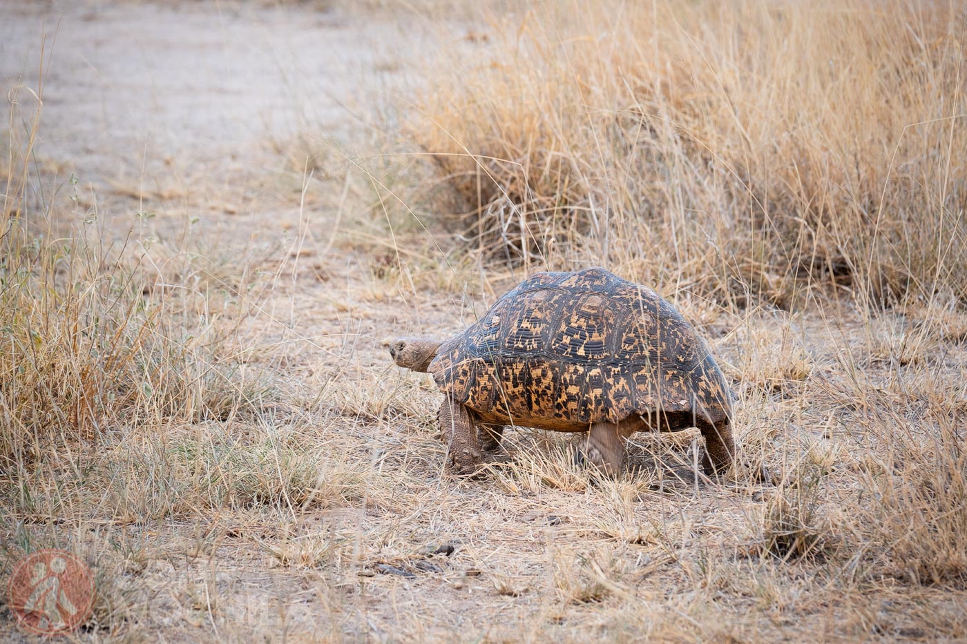 Tortuga 