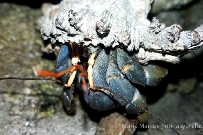 Cangrejo ermitaño en Filipinas, que salen por la noche a buscar alimento con su "casa" a cuestas.