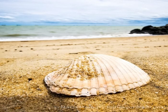 El carbonato cálcico forma parte de un ciclo natural en el ecosistema marino.