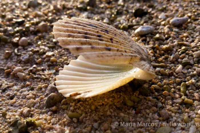 Sus colores no han sido creados para llamar nuestra atención, sino que son indicativo de las condiciones ambientales que han pasado durante su crecimiento.