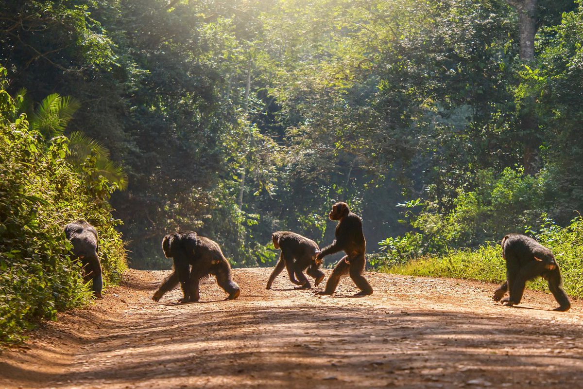 La importancia de la cultura animal