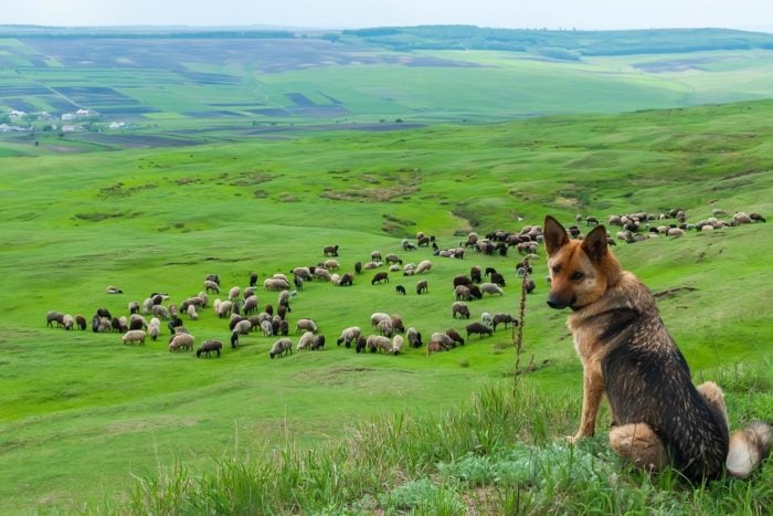 Perro de trabajo en el campo