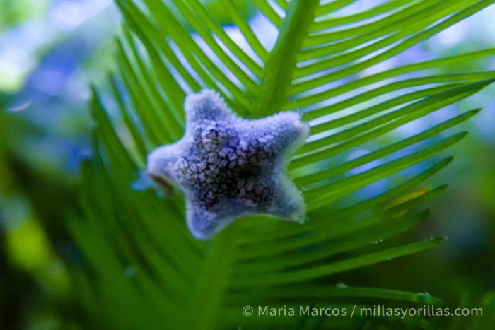 Existen estrellas de mar minuciosamente pequeñas y enormemente grandes, así como de diferentes colores y textura. En España también hay una gran variedad.