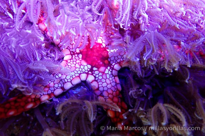 Se van moviendo sobre el sustrato a través de una especie de pies transparentes. Estrella de mar deslizandose sobre coral.
