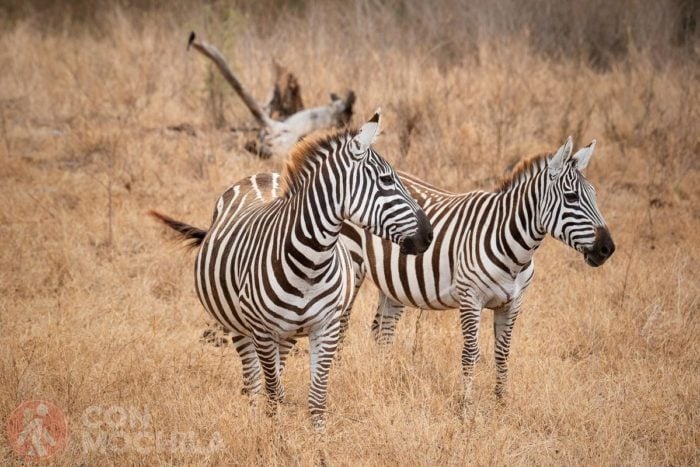 Zebras