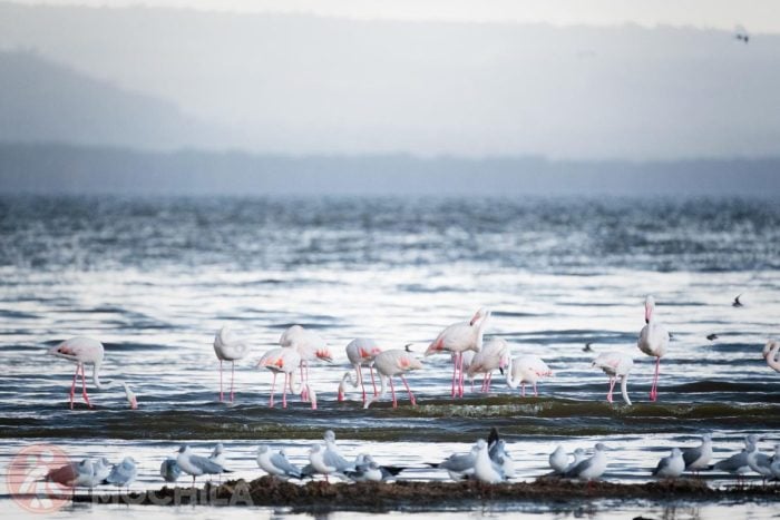 Lago Nakuru