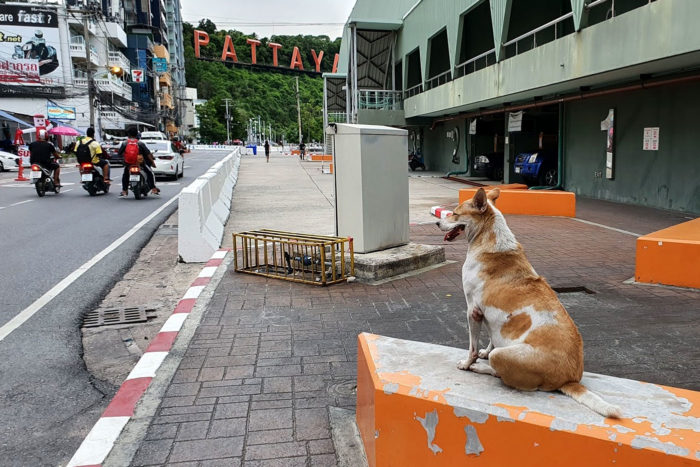Pattaya Covid19